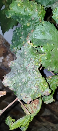 Grape Erineum Mite