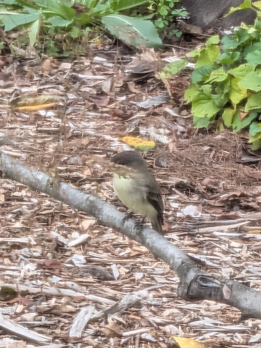 Eastern Phoebe