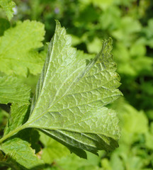 Ribes alpinum