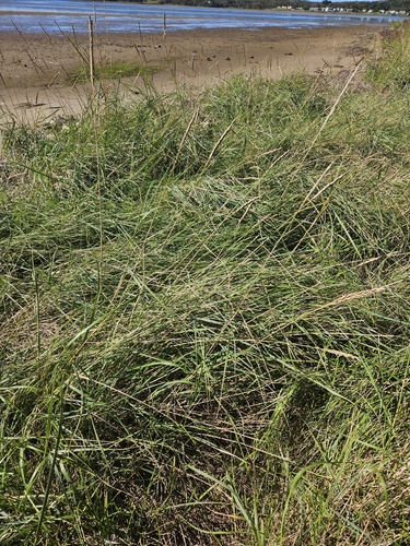 American marram grass