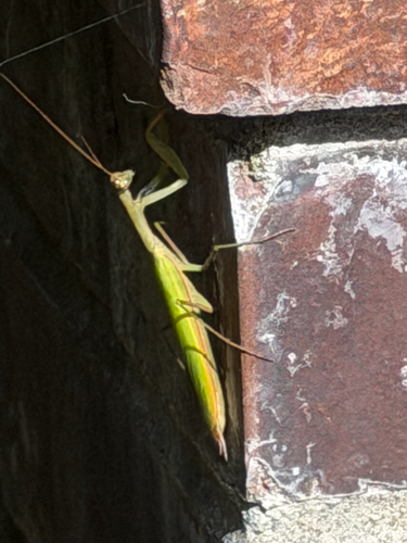 European Mantis