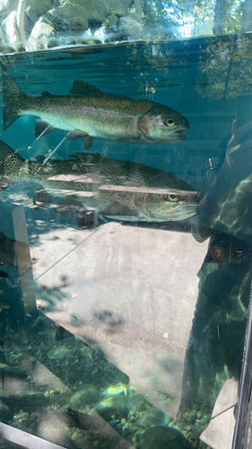 Rainbow Trout