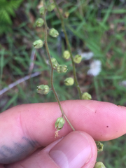 Lithophragma bolanderi