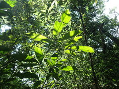 Turpinia ternata