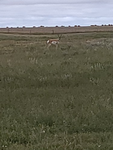 Pronghorn