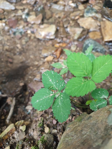 Potentilla centigrana observed 2026-08-25