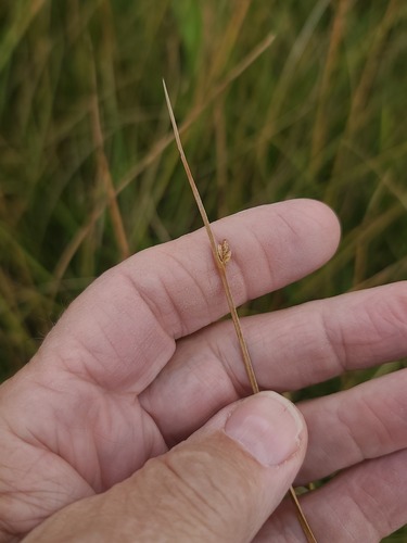 three-square bulrush
