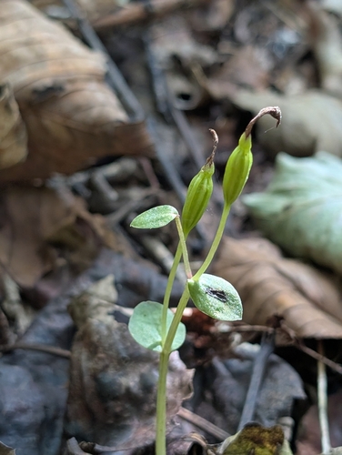 three birds orchid