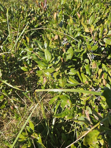 northern bayberry