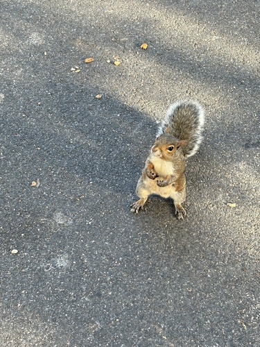 Eastern Gray Squirrel