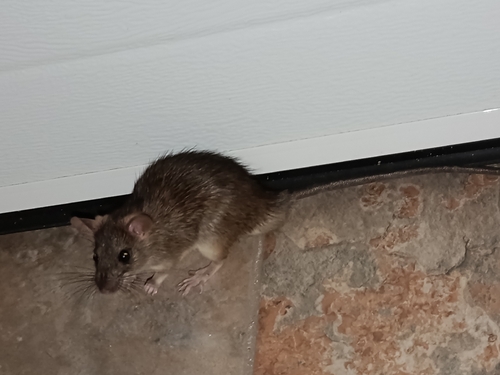 Black Rat