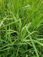 Alopecurus pratensis