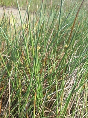 Cyperus laevigatus