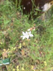 Lithophragma bolanderi