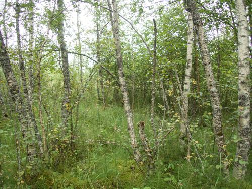 Ghostwort