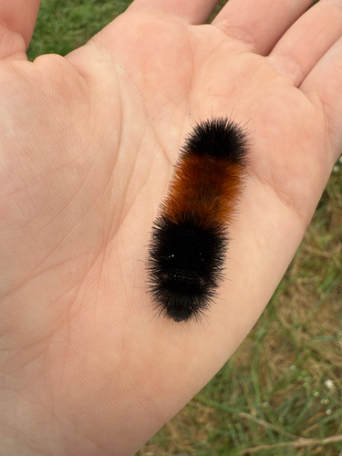 Isabella Tiger Moth