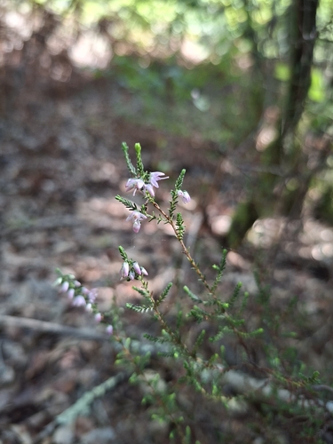 common heather