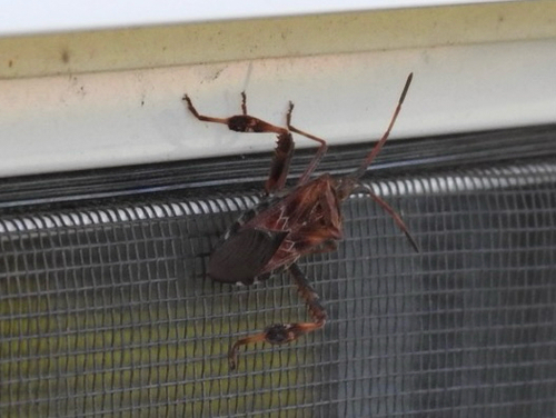 Western Conifer Seed Bug