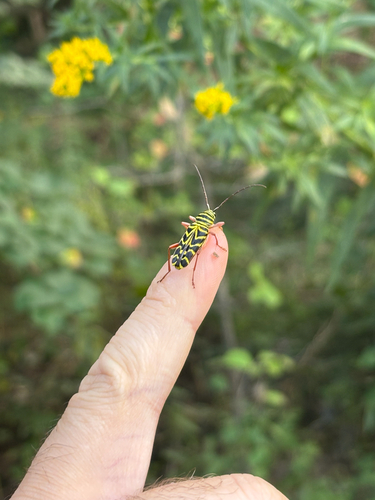 Locust Borer