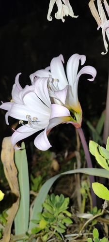 Belladonna Lily