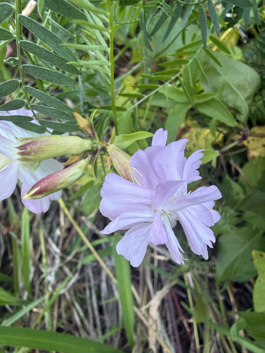 common soapwort