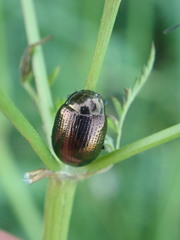 Chrysolina oricalcia