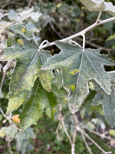Populus alba, photograph 4