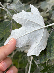 Populus alba, photograph (c) Jose Gutierrez Higa, some rights reserved (CC BY)