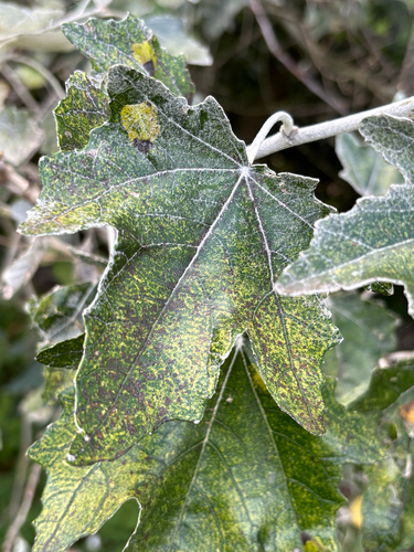 Populus alba, photograph 6