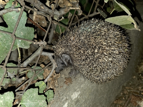 Northern White-breasted Hedgehog