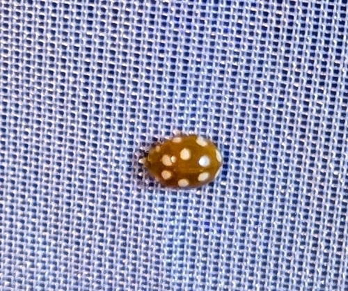 12-spot ladybird