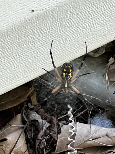 Yellow Garden Spider