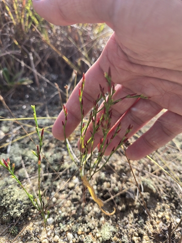Hypericum gentianoides, photograph 6