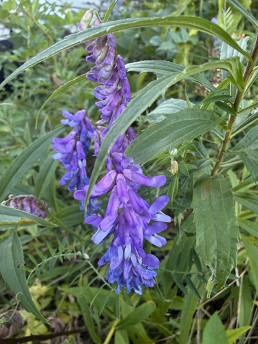 tufted vetch