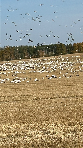 Snow Goose