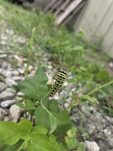 Eastern Black Swallowtail