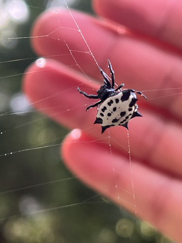 Spinybacked Orbweaver