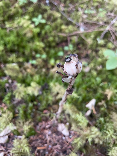 Ghost Pipe