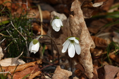 Hepatica acutiloba