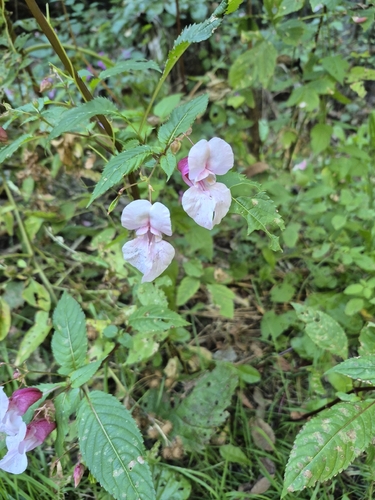 Himalayan balsam