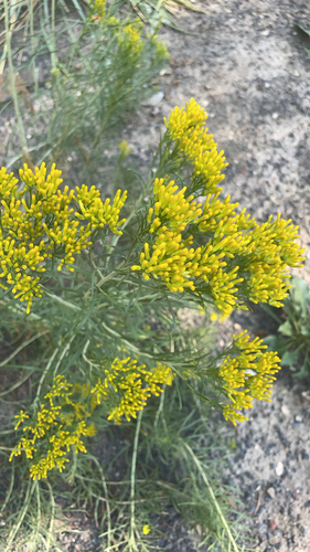 Rubber Rabbitbrush