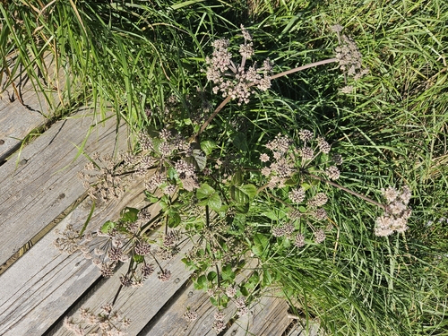 Wild Angelica