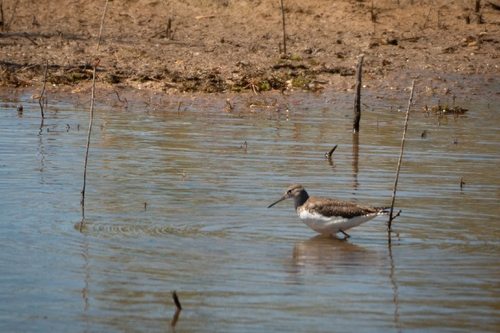 Green Sandpiper