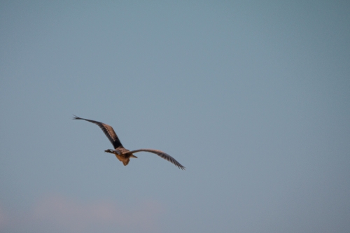 Purple Heron