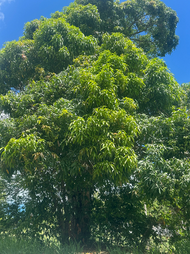 Indian mango