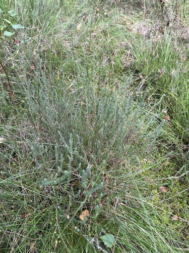 Cross-leaved Heath