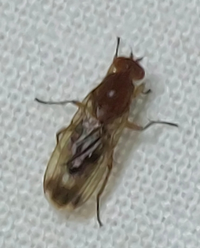 Suillia variegata