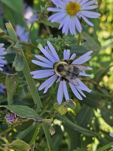 Common Eastern Bumble Bee