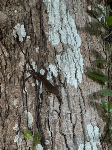 Crested Anole