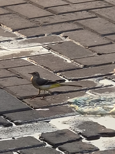 Grey Wagtail